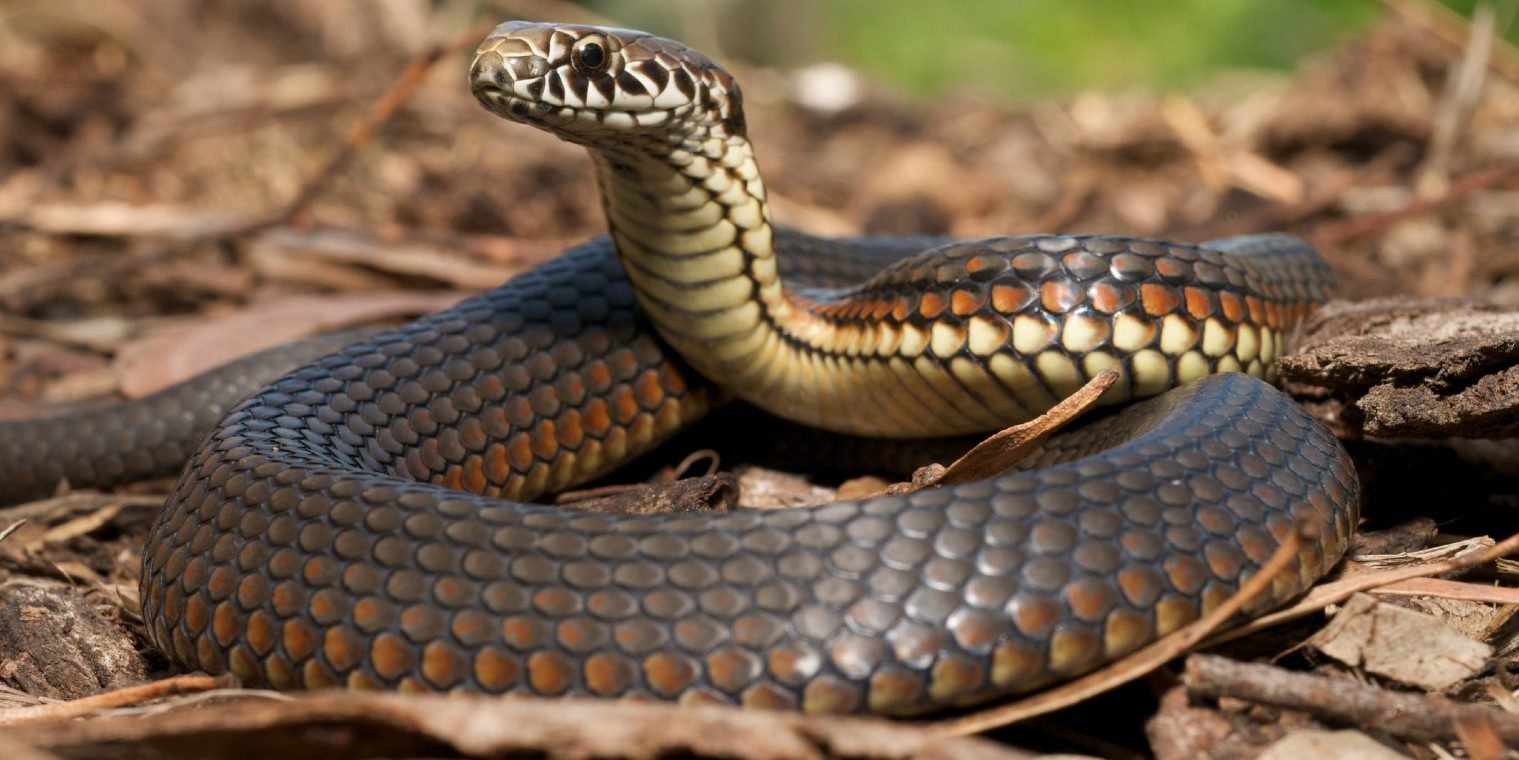 blue snake